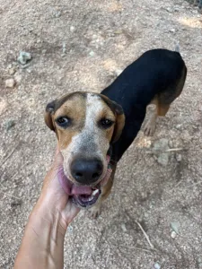 Adoptie hond Clara
