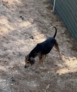 Adoptie hond Clara