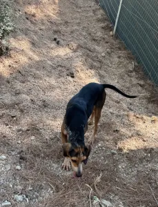 Adoptie hond Clara
