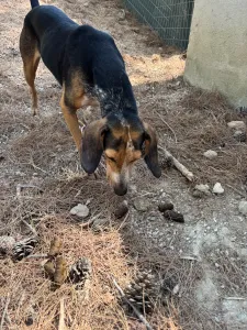 Adoptie hond Clara