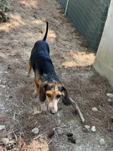 Adoptie hond Clara