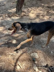 Adoptie hond Clara