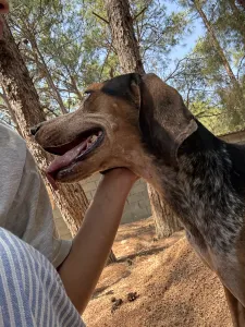 Adoptie hond Clara