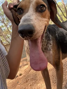 Adoptie hond Clara