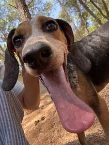 Adoptie hond Clara