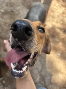 Adoptie hond Pix