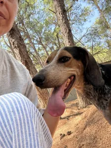 Adoptie hond Clara