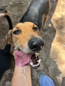 Adoptie hond Pix