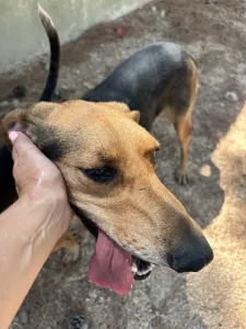 Adoptie hond Pix