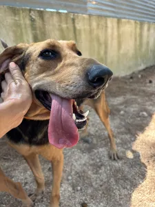 Adoptie hond Pix