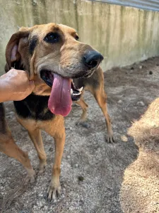 Adoptie hond Pix