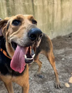 Adoptie hond Pix