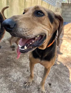 Adoptie hond Pix