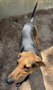 Adoptie hond Pix