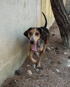 Adoptie hond Clara