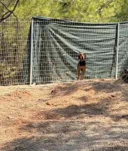 Adoptie hond Pix