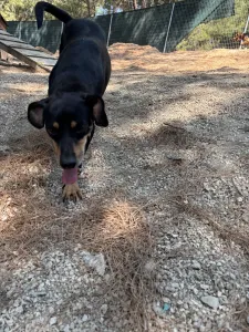 Adopt Klov