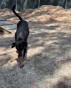 Adopt Klov