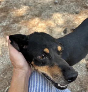 Adopt Klov
