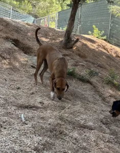 Υιοθεσία σκύλου Tara
