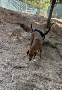 Υιοθεσία σκύλου Tara