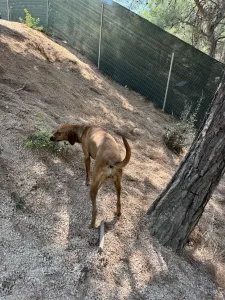 Υιοθεσία σκύλου Tara