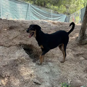 Adopt Klov