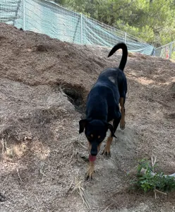 Adopt Klov