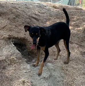 Adopt Klov