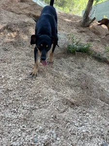 Adopt Klov
