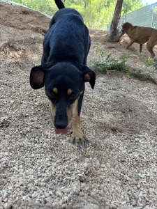 Adopt Klov