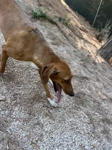 Υιοθεσία σκύλου Tara