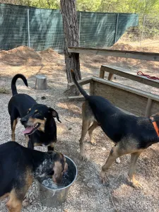 Adopt Klov