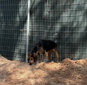 Adoptie hond Clara