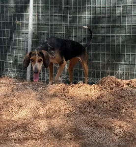 Adoptie hond Clara