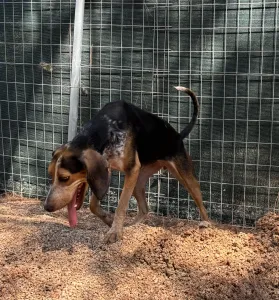 Adoptie hond Clara