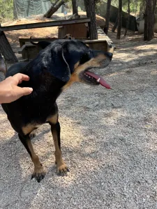 Adopt Klov