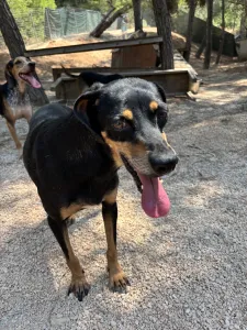 Adopt Klov