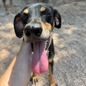Adopt Klov