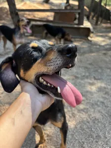 Adopt Klov