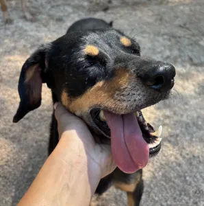 Adopt Klov