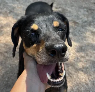 Adopt Klov
