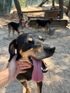 Adopt Klov