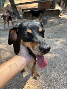 Adopt Klov