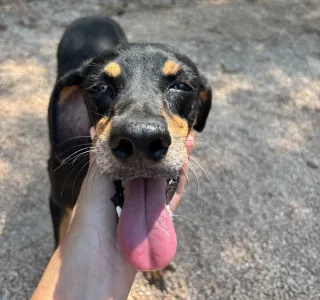 Adopt Klov