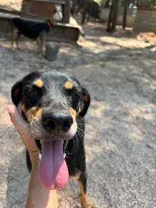 Adopt Klov