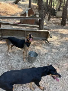 Adopt Klov