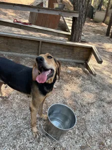 Adoptie hond Pix