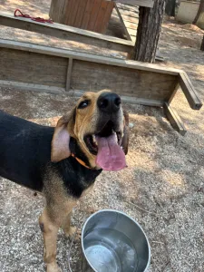 Adoptie hond Pix