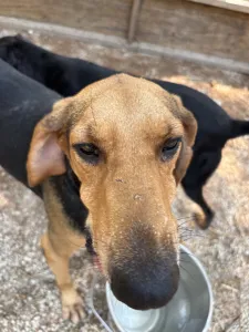 Adoptie hond Pix